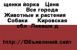 щенки йорка › Цена ­ 15 000 - Все города Животные и растения » Собаки   . Кировская обл.,Леваши д.